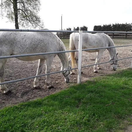 Caloroczny U Grzegorza *